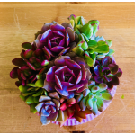 Large Succulent Garden