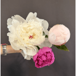 Add a Peony