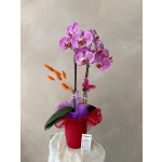 Purple orchids in a red pot with orange accents