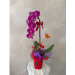 Purple orchid arrangement in a red pot with ribbon accents
