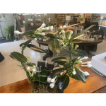 Stephanotis Plant