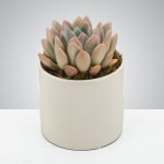 So-cute-lent by BloomNation™