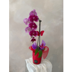 Magenta orchids in a red pot with butterfly decorations