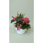 Pink flowering plant arrangement in a white pot with broad green leaves