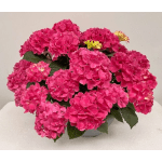 Hydrangea Tabletensia Pink Bowl