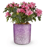 Blooming Sparkle Azalea Plant