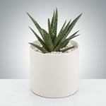 Potted succulent in a white ceramic planter