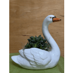 Graceful Swan