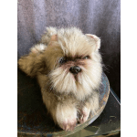Small fluffy dog sitting on a chair