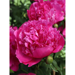 Hot Pink Peonies