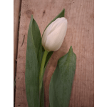 Single white tulip with long green leaves on a wooden surface