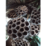 Dried lotus seed pods clustered with dark foliage