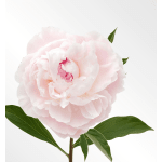 Soft Pink Peonies