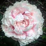 Add a Premium Peony