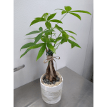 Potted money tree plant in a white ceramic container with a ribbon bow
