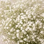 Baby Breath Upgrade