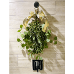 Hanging bundle of green eucalyptus tied with a gold ribbon