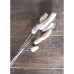 Bundle of dried beige bunny tail grass stems on a wooden surface