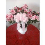 Pink and White Azalea