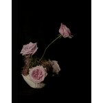 Pink roses arranged in a small white vase