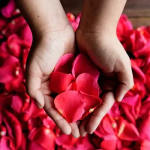 Hands holding red rose petals over a bed of petals