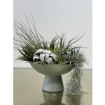 TILLANDSIA
