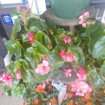 Begonia Hanging Basket
