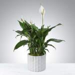 White peace lilies in a white ceramic pot