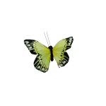 Yellow and black decorative butterfly on a white background