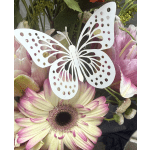 White Butterfly 