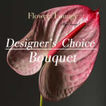 Pink anthurium bloom with a red spadix on a dark background