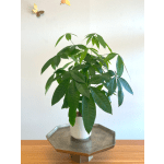 Money Tree