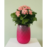Friendly Flowering