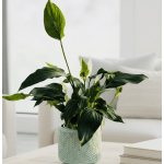 Gift A Peace Lily