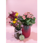 Butterfly jar Bundle