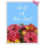 deal of the day