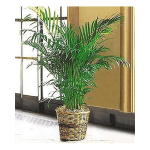 Tall potted palm plant with feathery fronds in a woven basket planter indoors