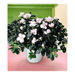 Potted plant with soft pink blooms in a white container on a pink surface