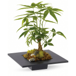Money tree plant with braided trunk in a low black square planter with moss and stones