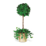 Potted ivy topiary with round leafy crown and trailing vines in a beige container