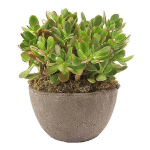 Potted green succulent plant in a gray round bowl
