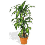 Tall green houseplant with arching leaves in an orange clay pot.