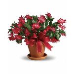 Red blooming cactus plant in a terra cotta pot with a red ribbon bow