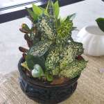 Round Dish Garden