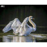 Framed Picture Swan