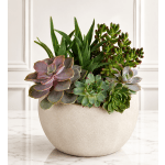 Desert Harmony Succulent Garden™