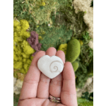 Shiva Shell
