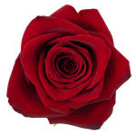 Single red rose bloom on a white background