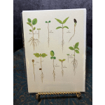 Botanical illustration card showing several seedlings with roots