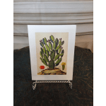 Vintage Cactus Illustration Card